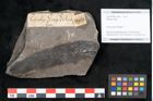 Foto (Objekt + Etikett) von Plantae indet.  (NHMW-GEO-2024-0188-11491)